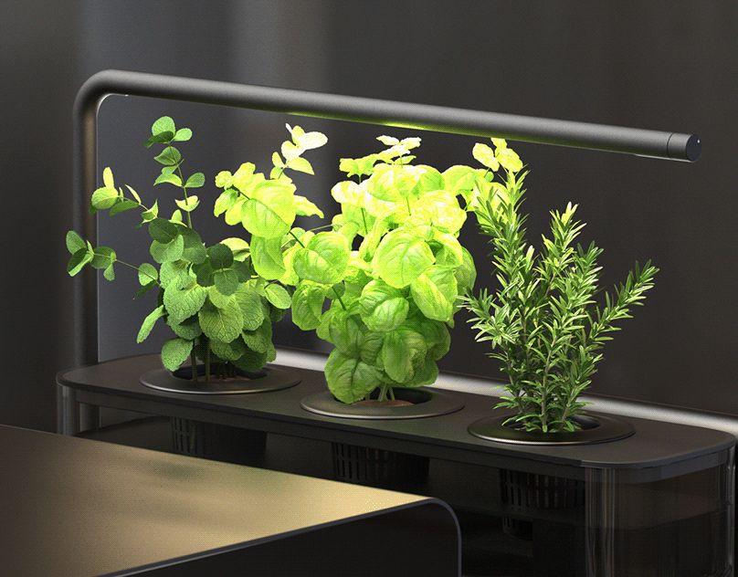 Comment cultiver des plantes comestibles même en appartement ?