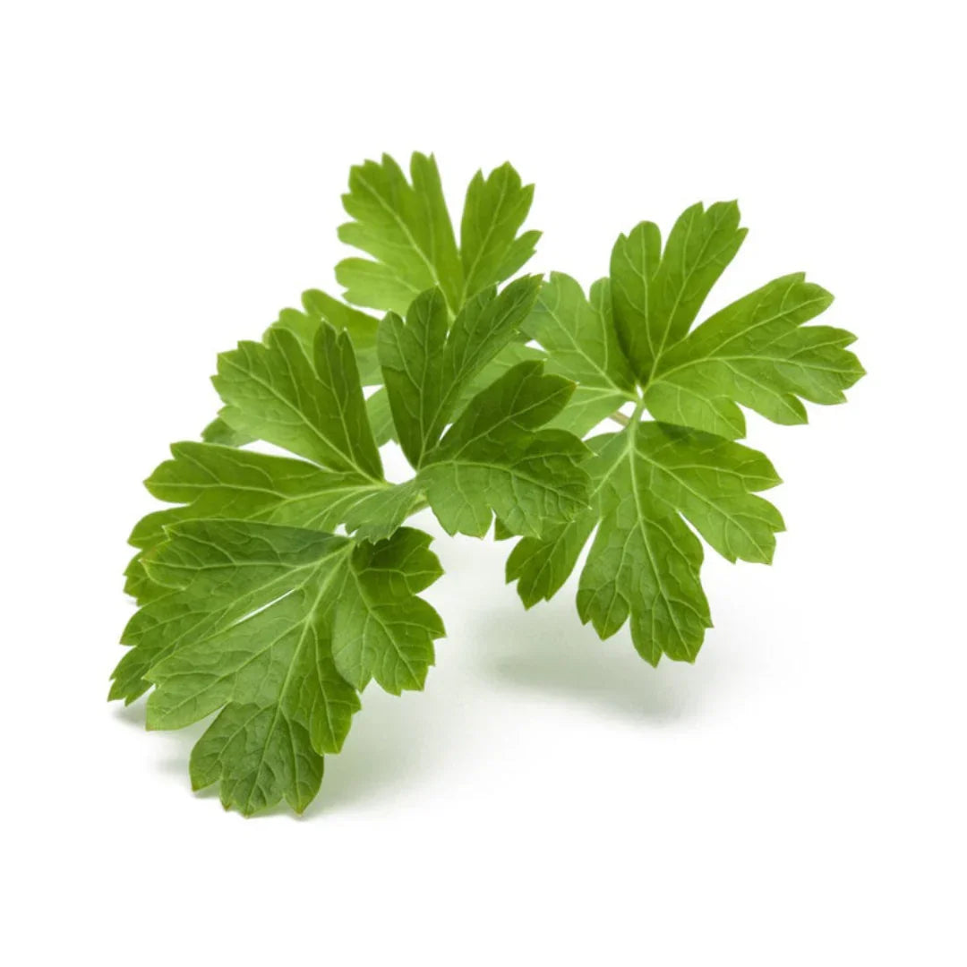 Coriandre –  Cultive