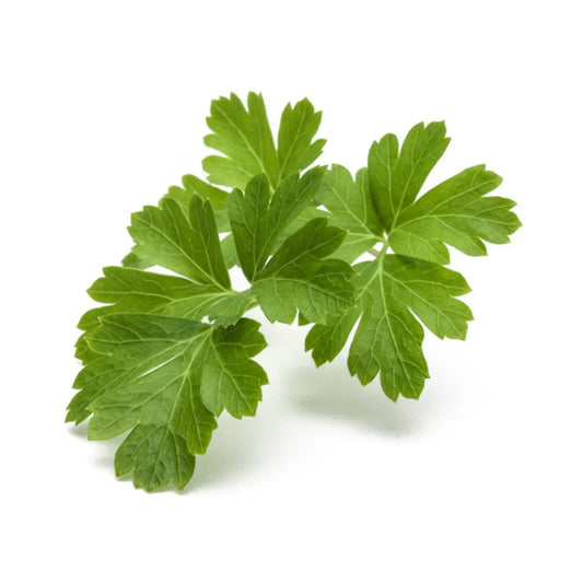 Coriandre –  Cultive