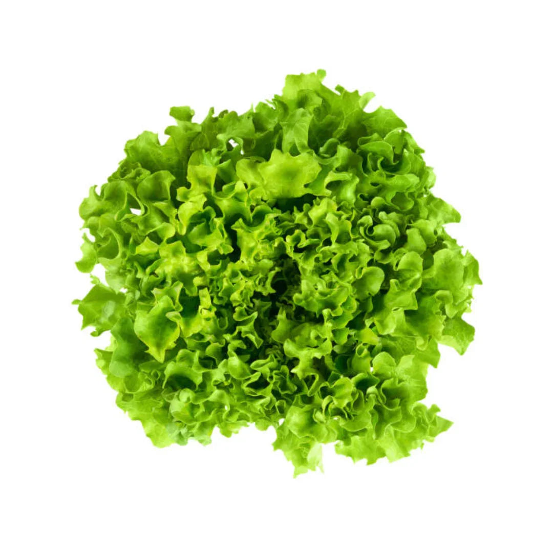 Graines de Laitue Verte