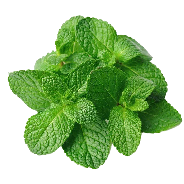 Feuilles de menthe